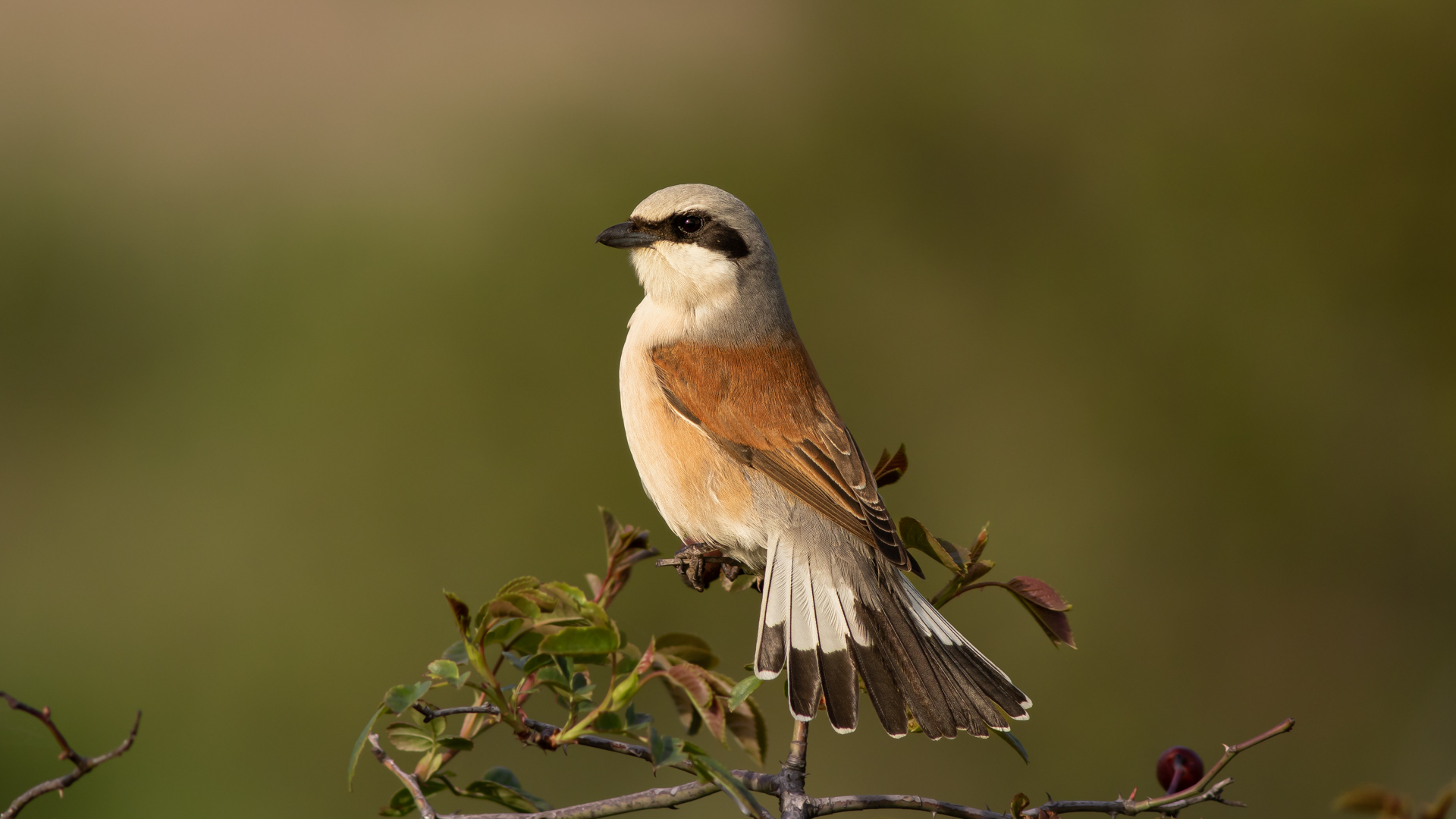 Kızılsırtlı örümcekkuşu