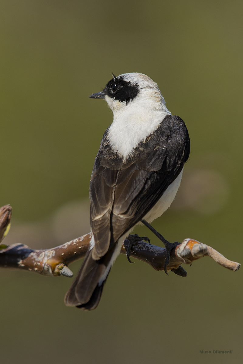 Karakulaklı kuyrukkakan