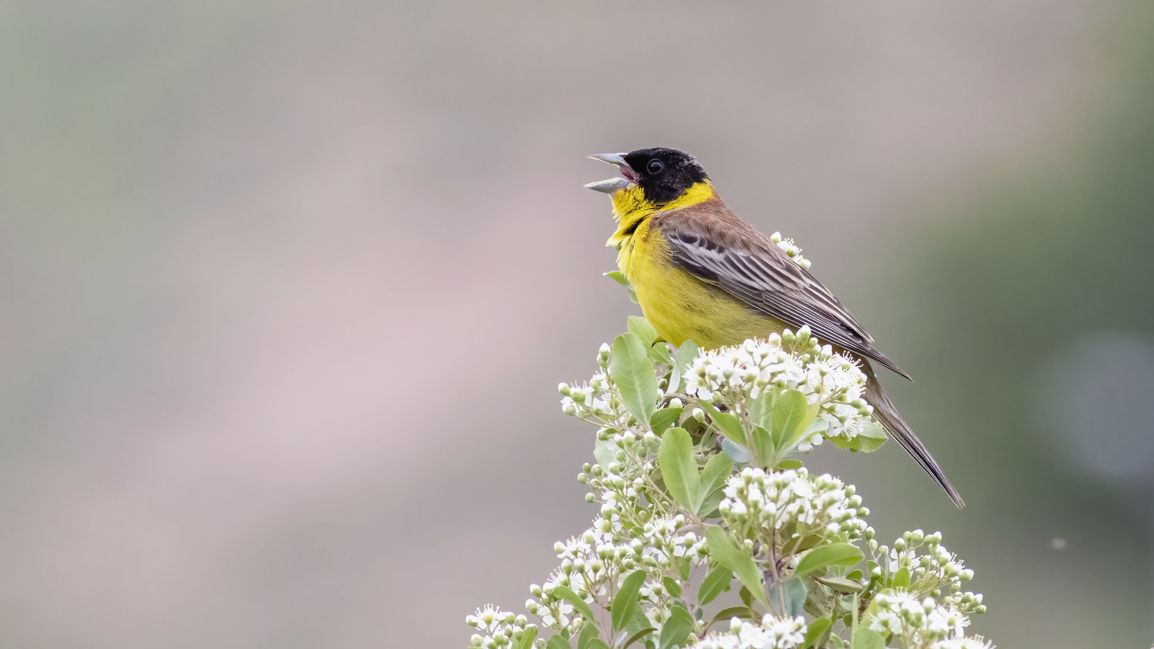Karabaşlı kirazkuşu