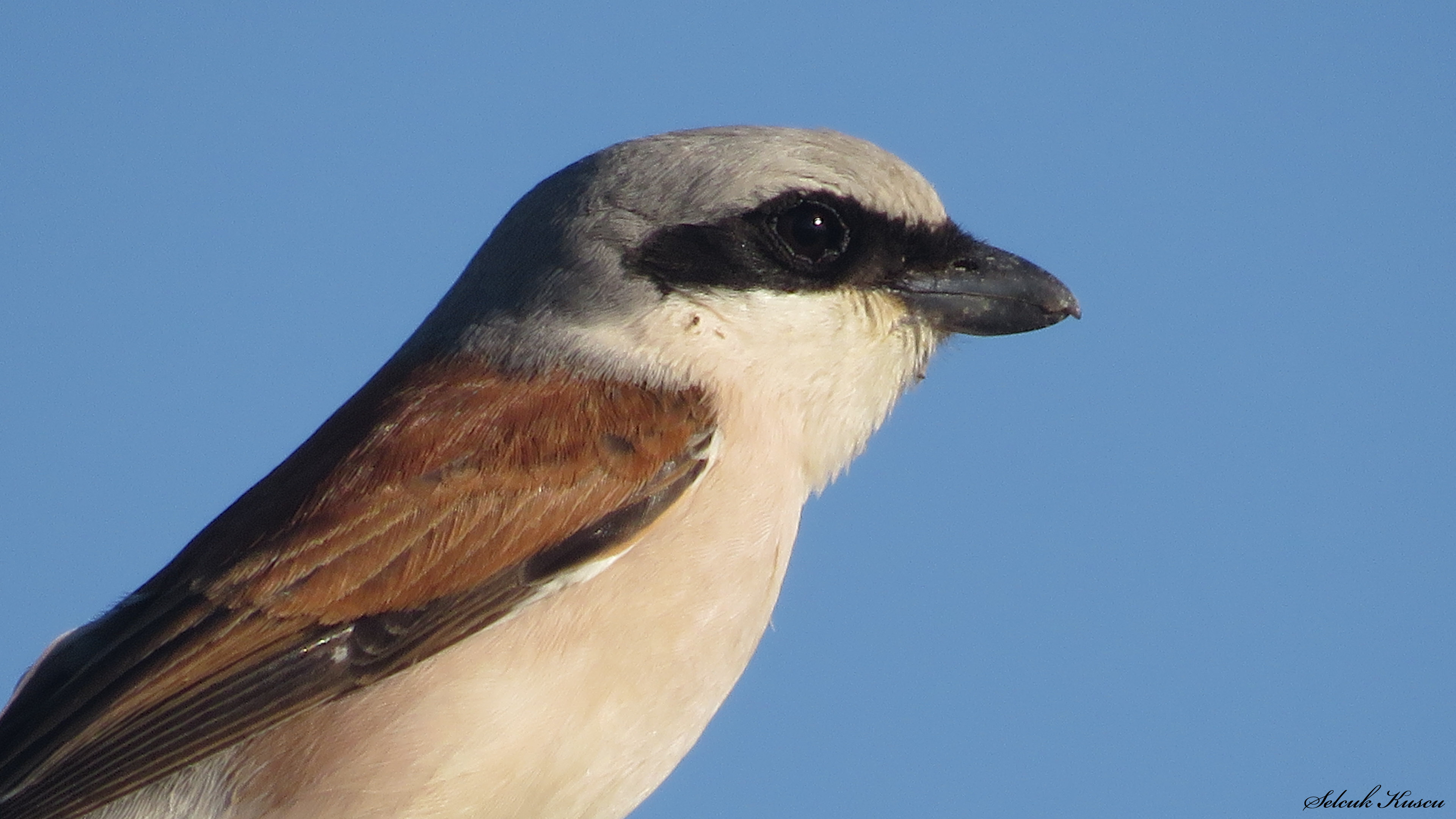 Kızılsırtlı örümcekkuşu