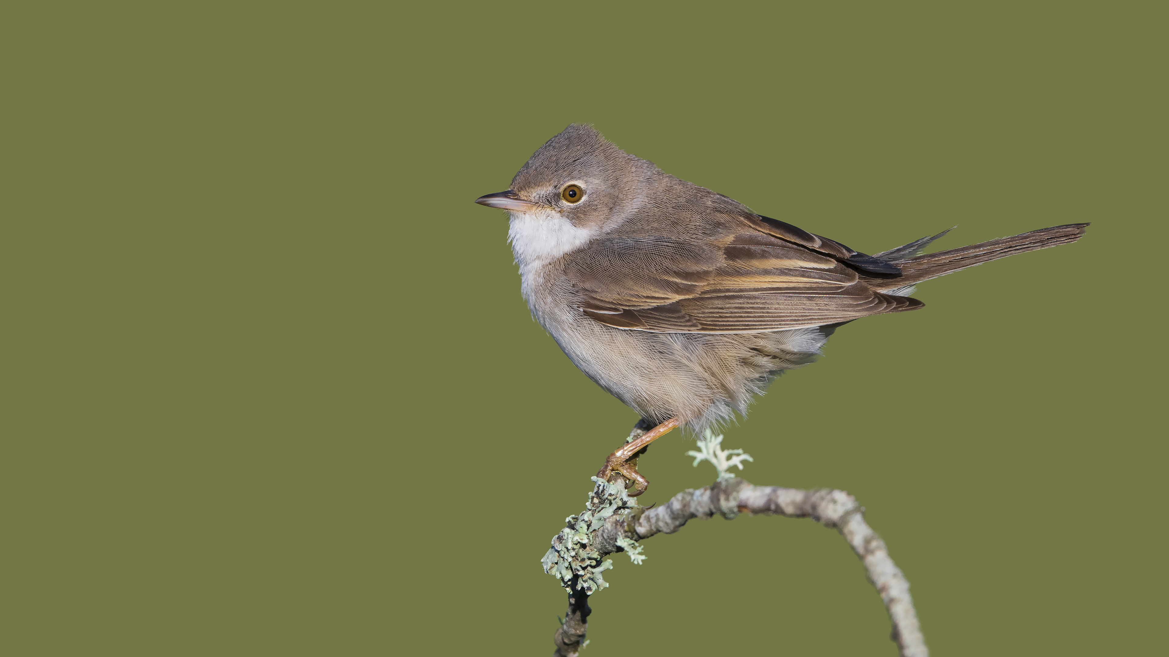 Akgerdanlı ötleğen