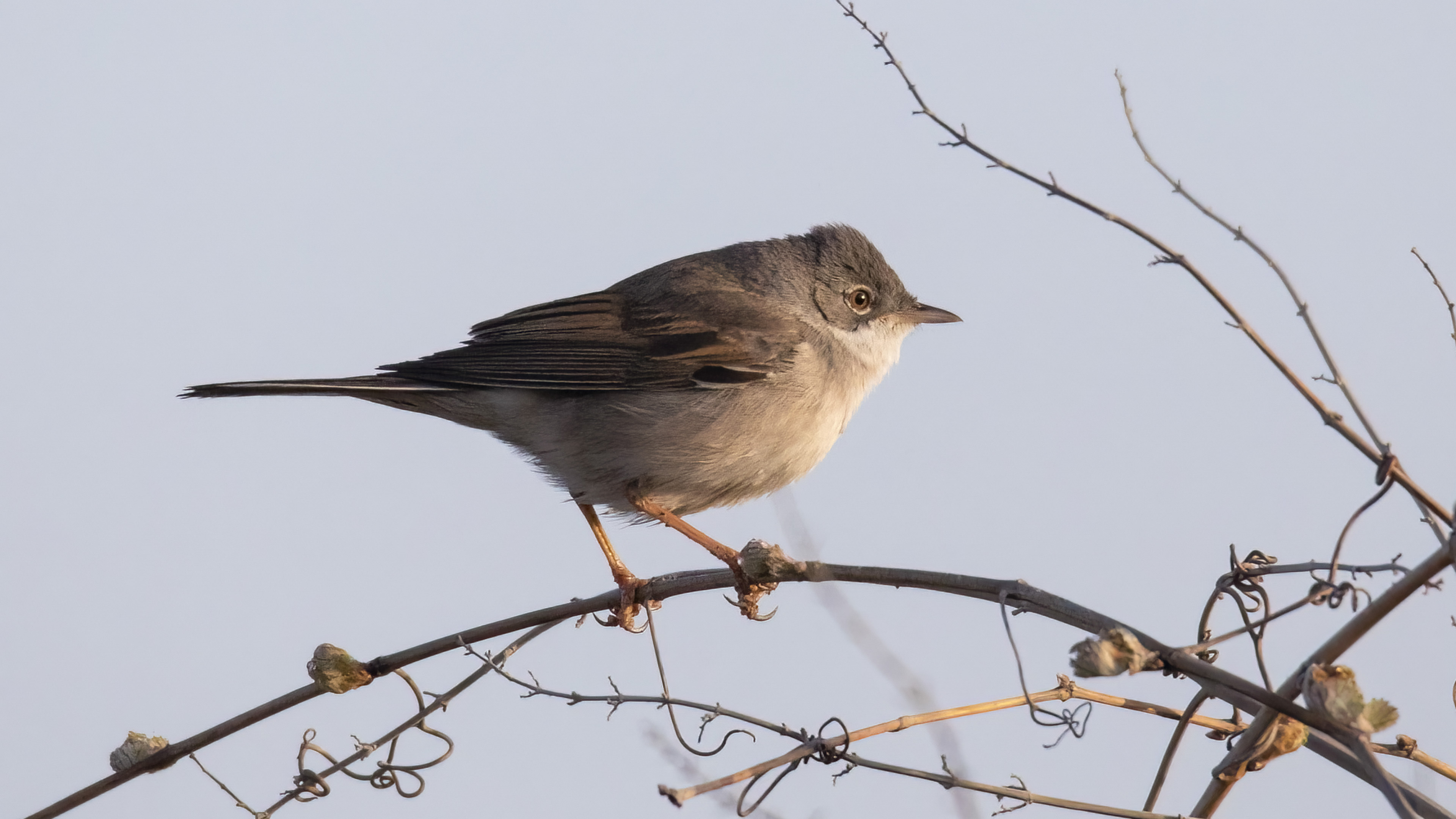 Akgerdanlı ötleğen