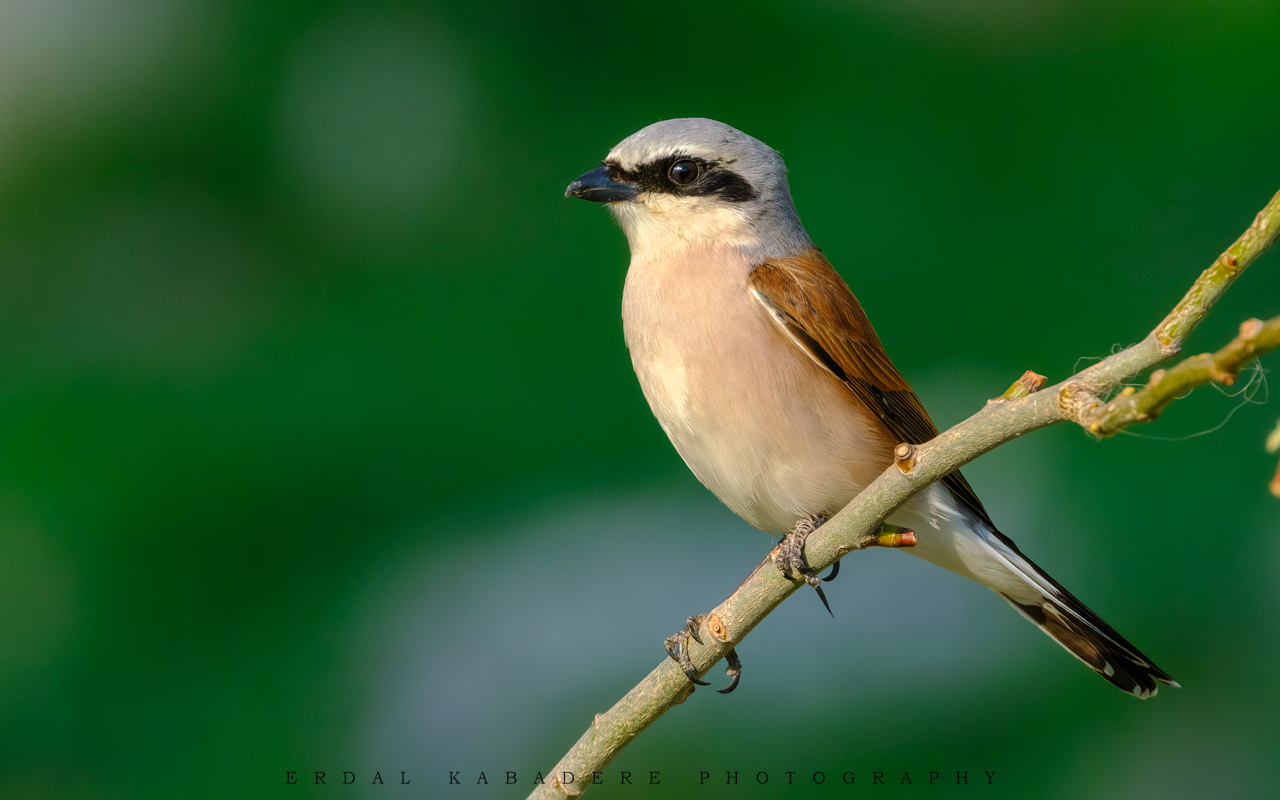 Kızılsırtlı örümcekkuşu