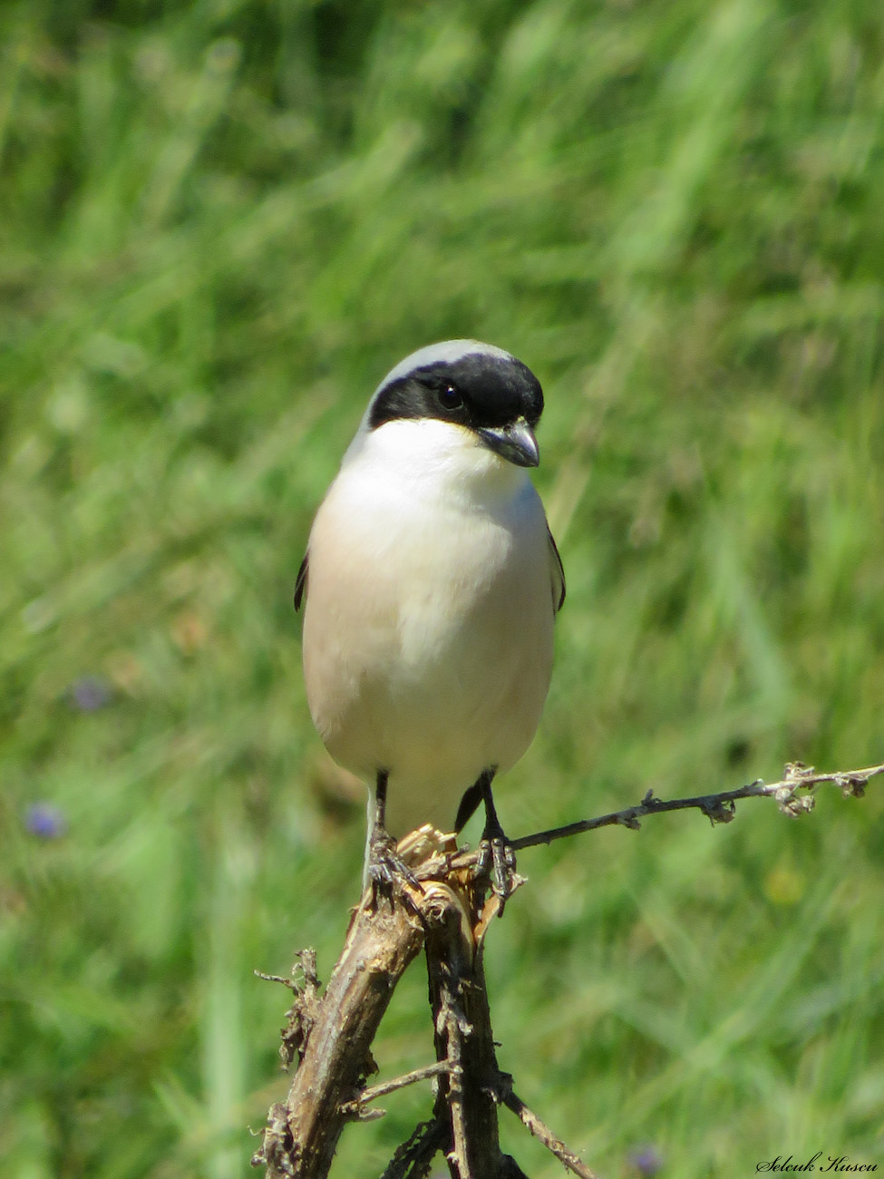 Karaalınlı örümcekkuşu
