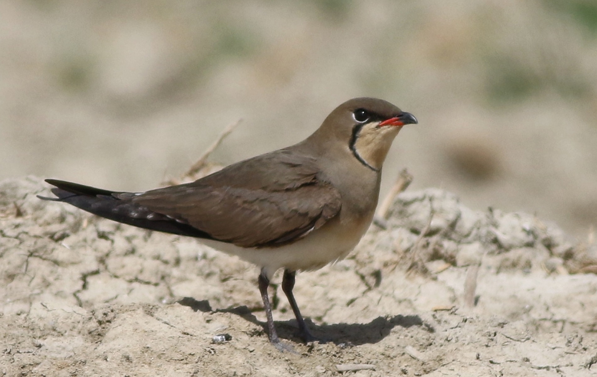 Bataklıkkırlangıcı