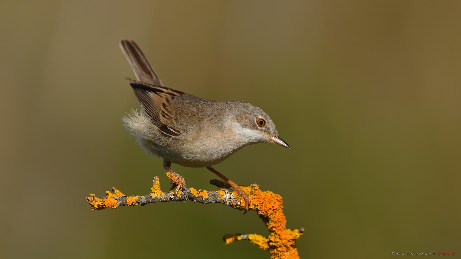 Akgerdanlı ötleğen
