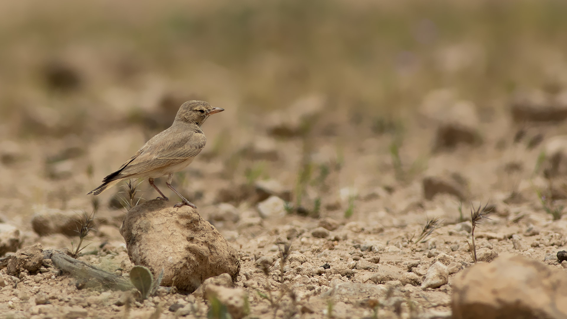 Küçük çöl toygarı