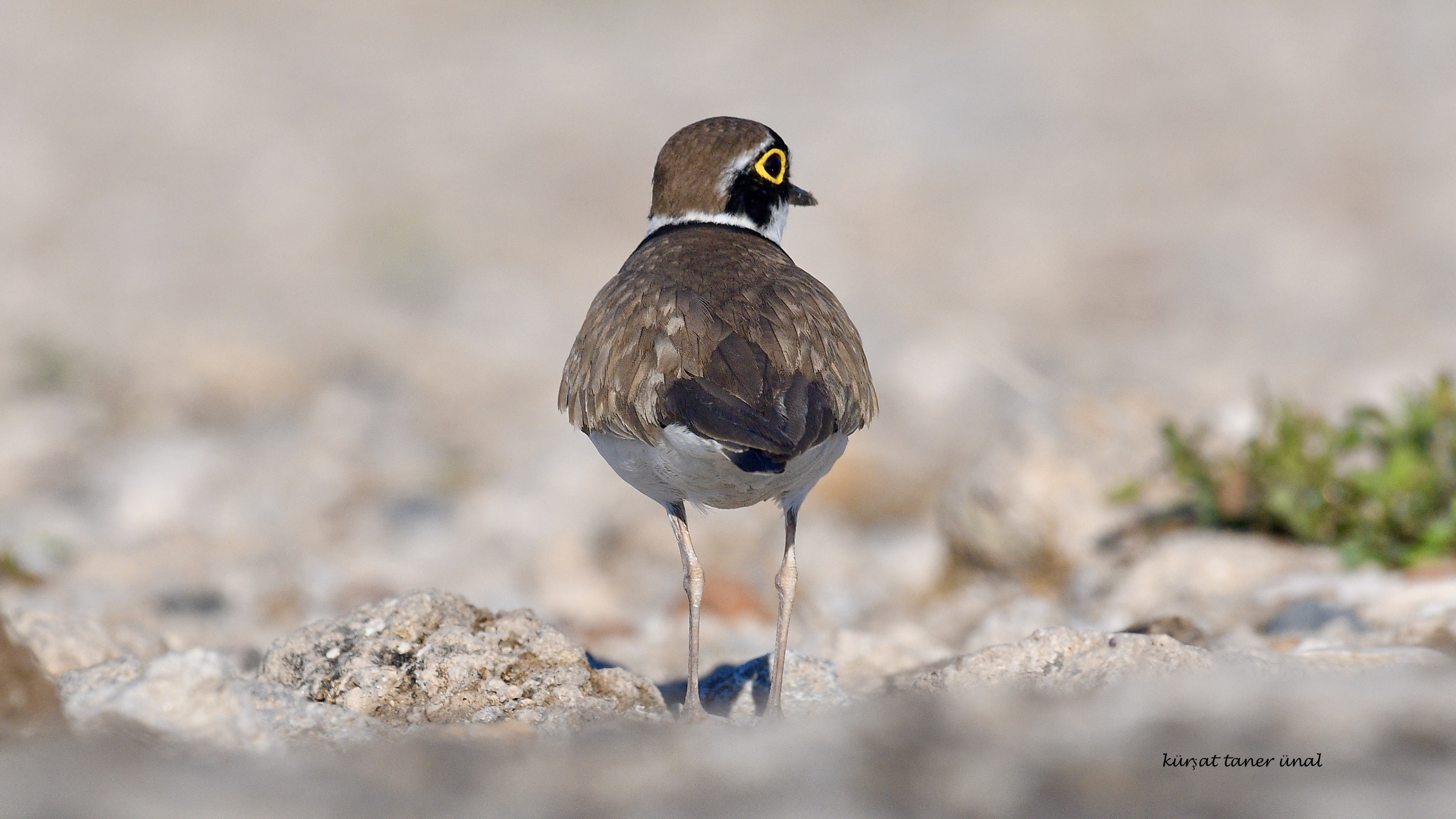 Halkalı küçük cılıbıt