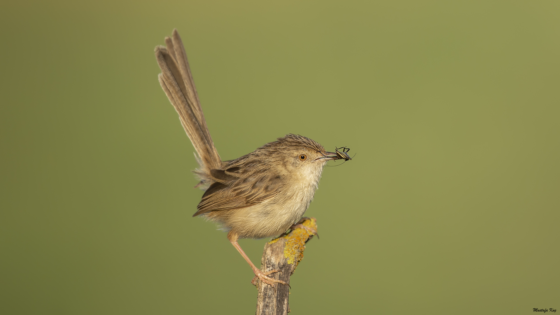 Dikkuyruklu ötleğen