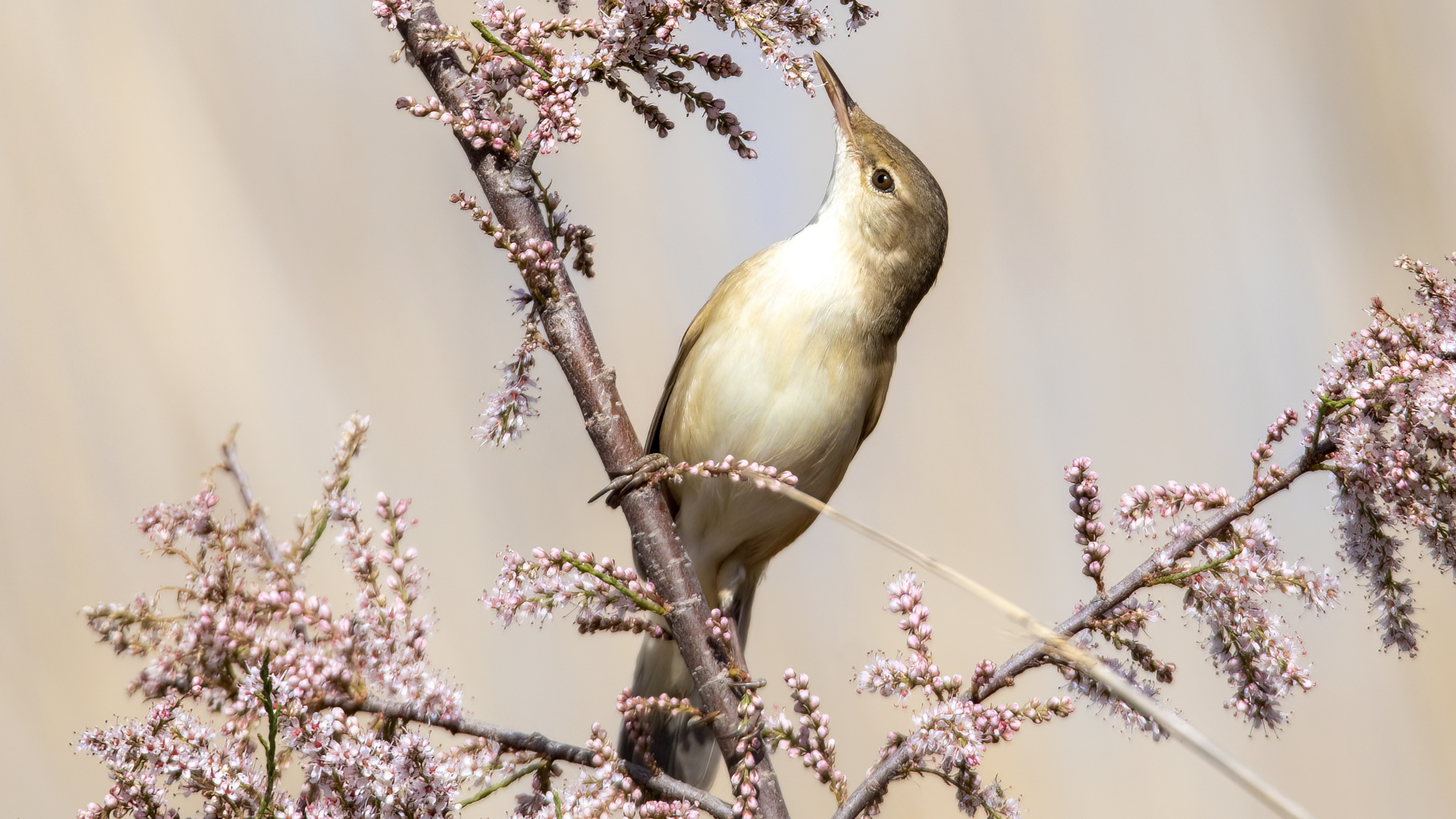 Bataklık kamışçını