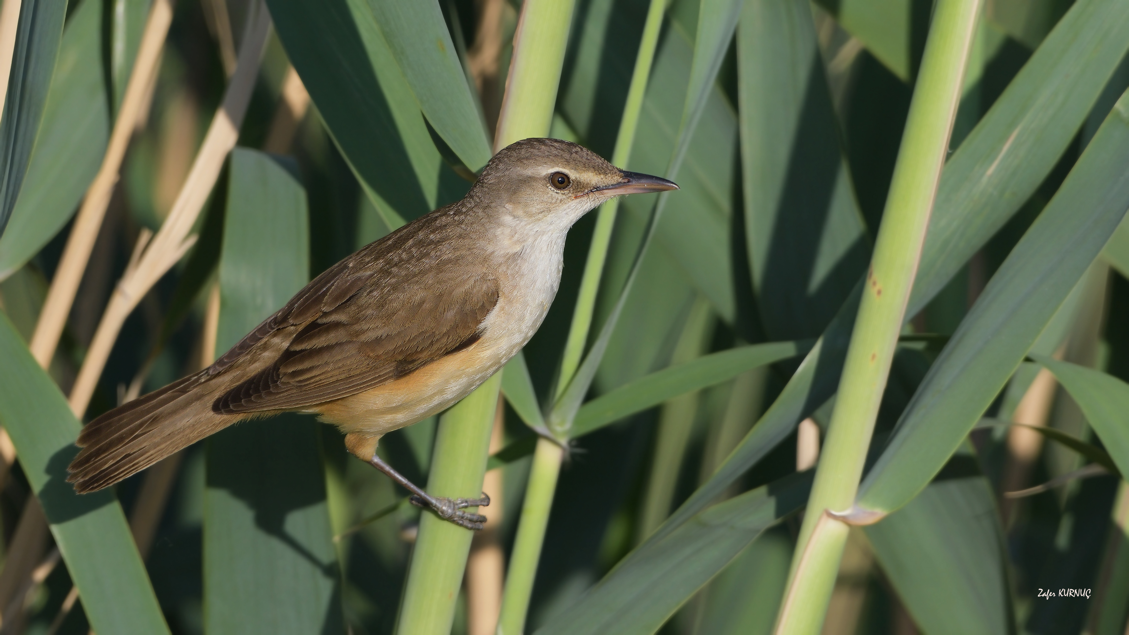 Büyük kamışçın