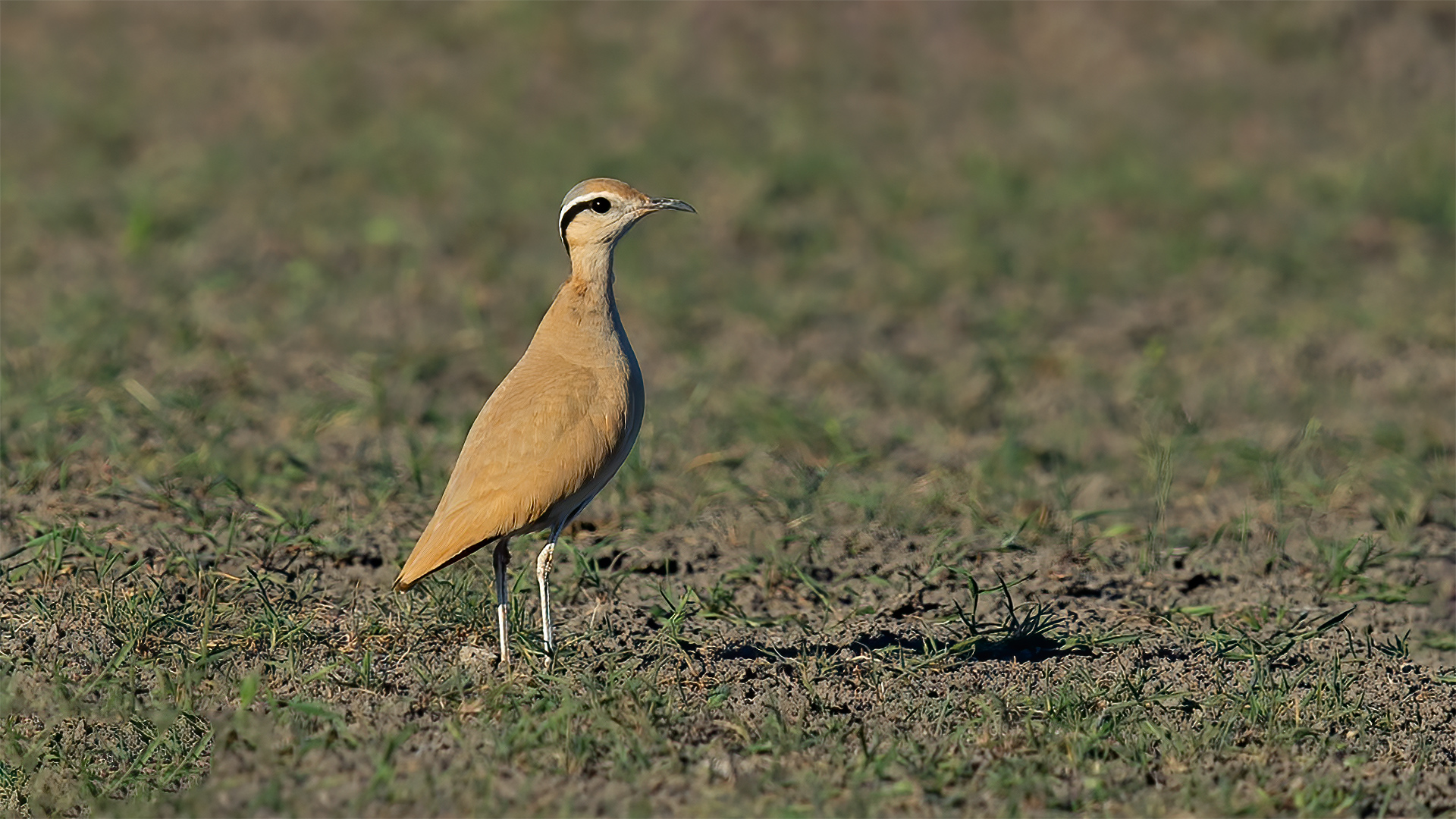 Çölkoşarı » Cream-colored Courser » Cursorius cursor