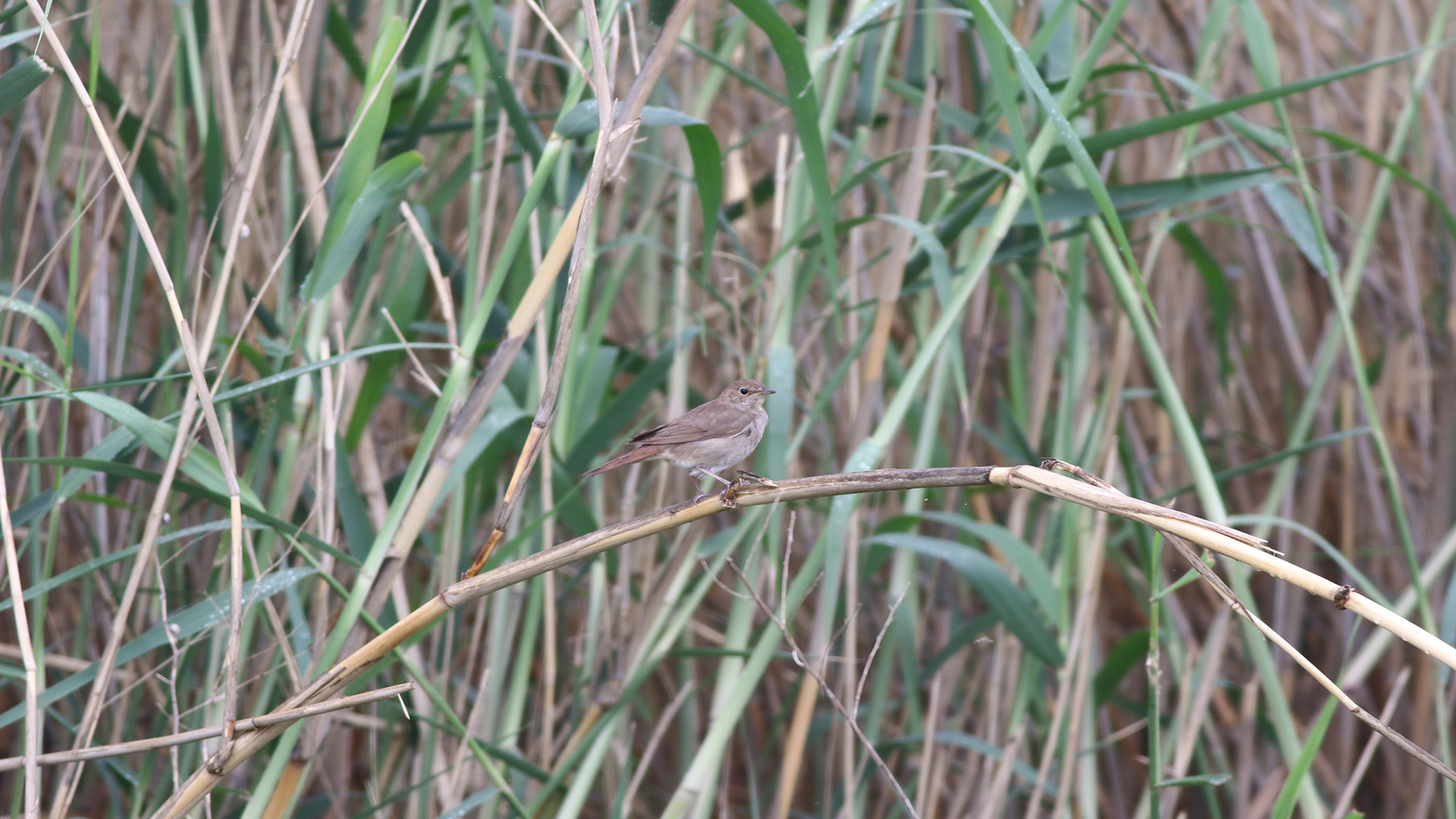 Benekli bülbül » Thrush Nightingale » Luscinia luscinia