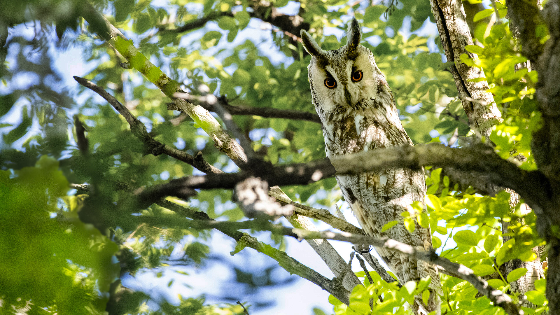 Kulaklı orman baykuşu