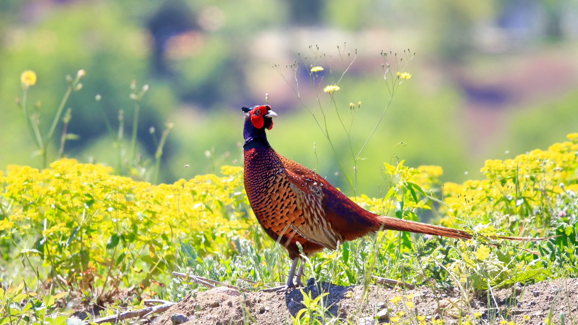 Sülün » Common Pheasant » Phasianus colchicus