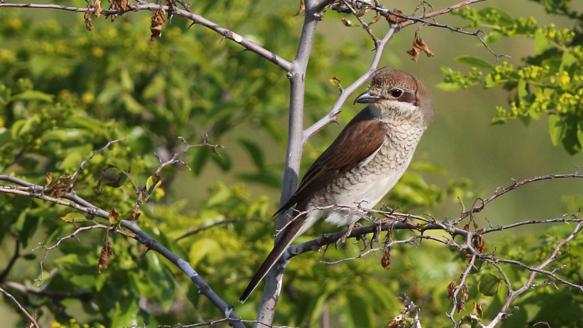 Kızılsırtlı örümcekkuşu