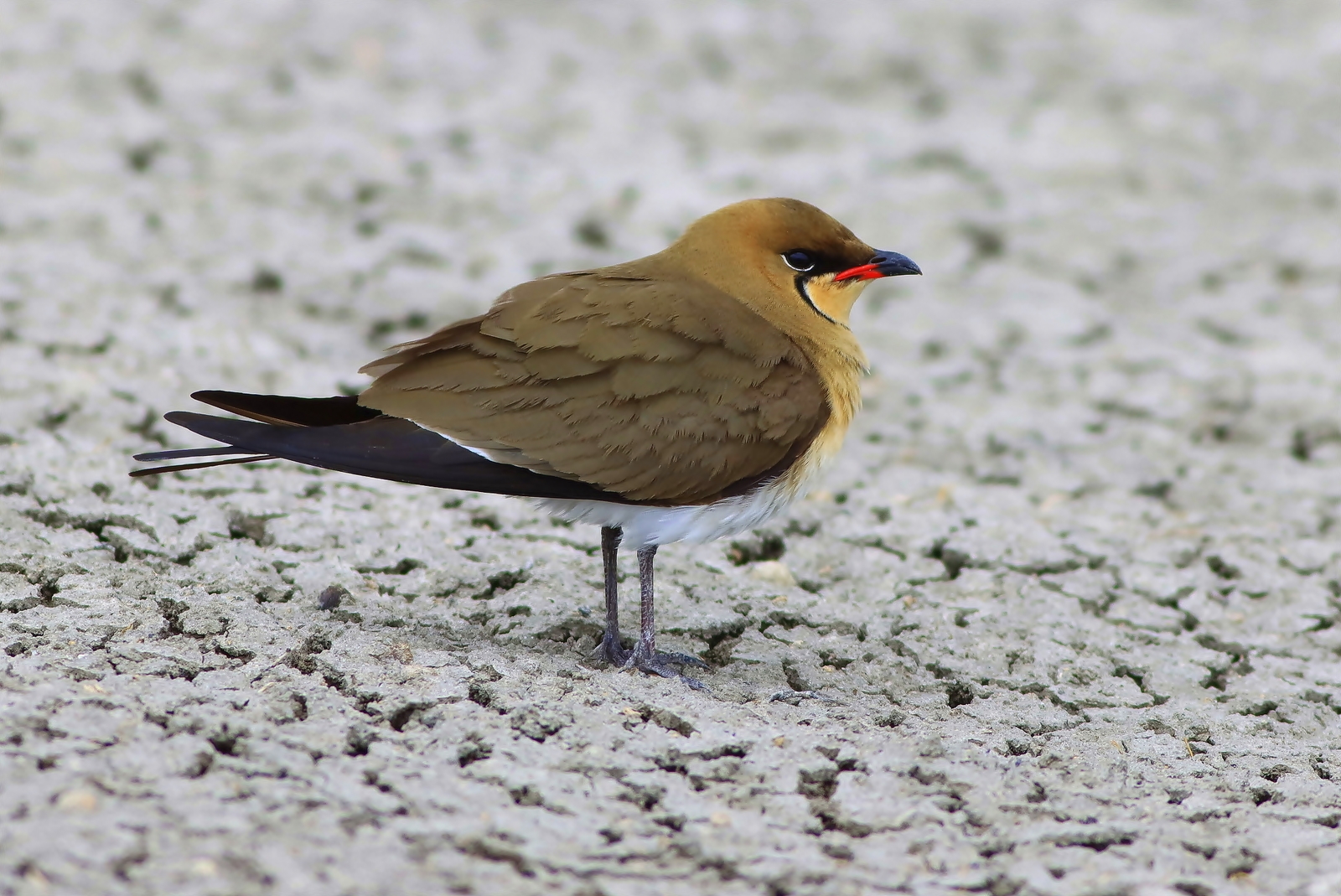 Bataklıkkırlangıcı