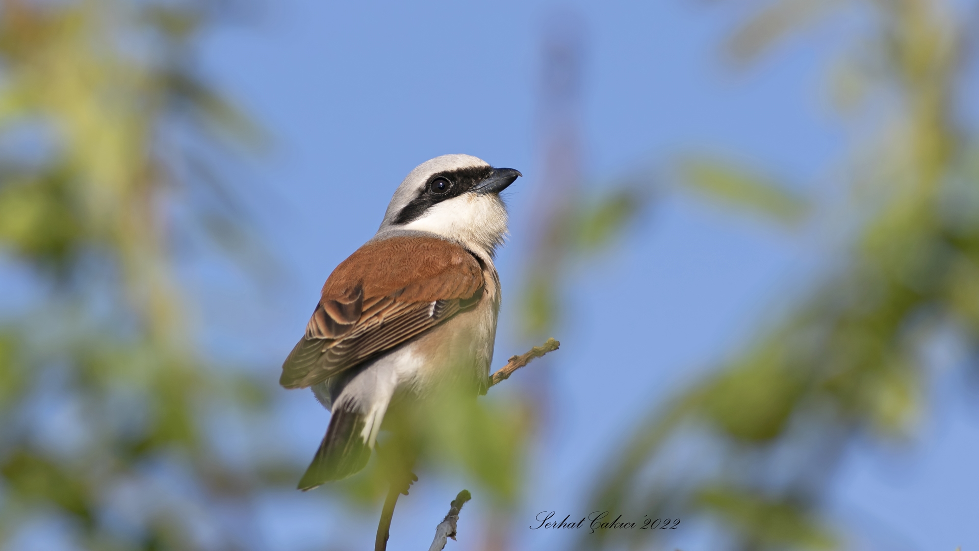 Kızılsırtlı örümcekkuşu