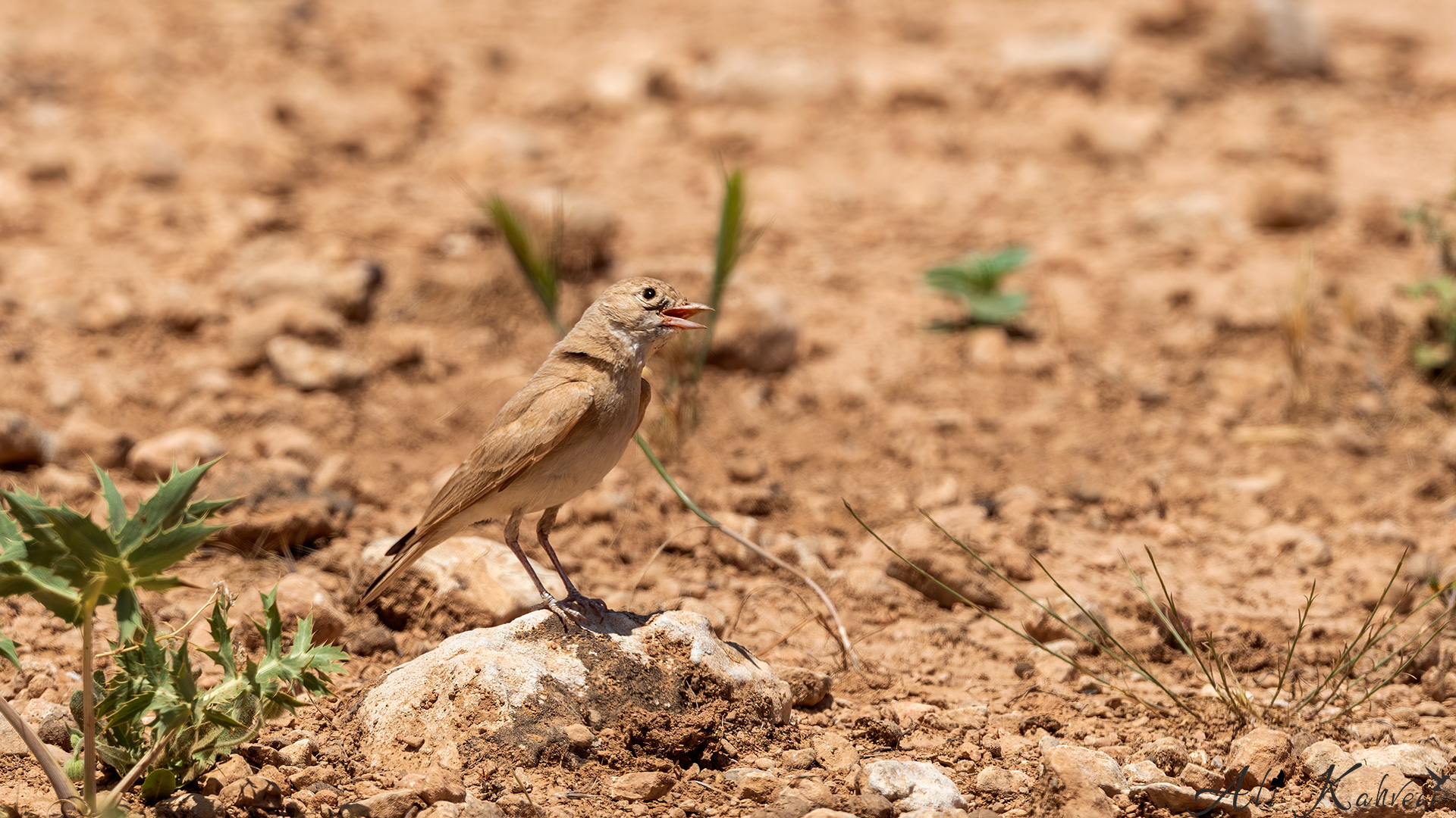 Küçük çöl toygarı