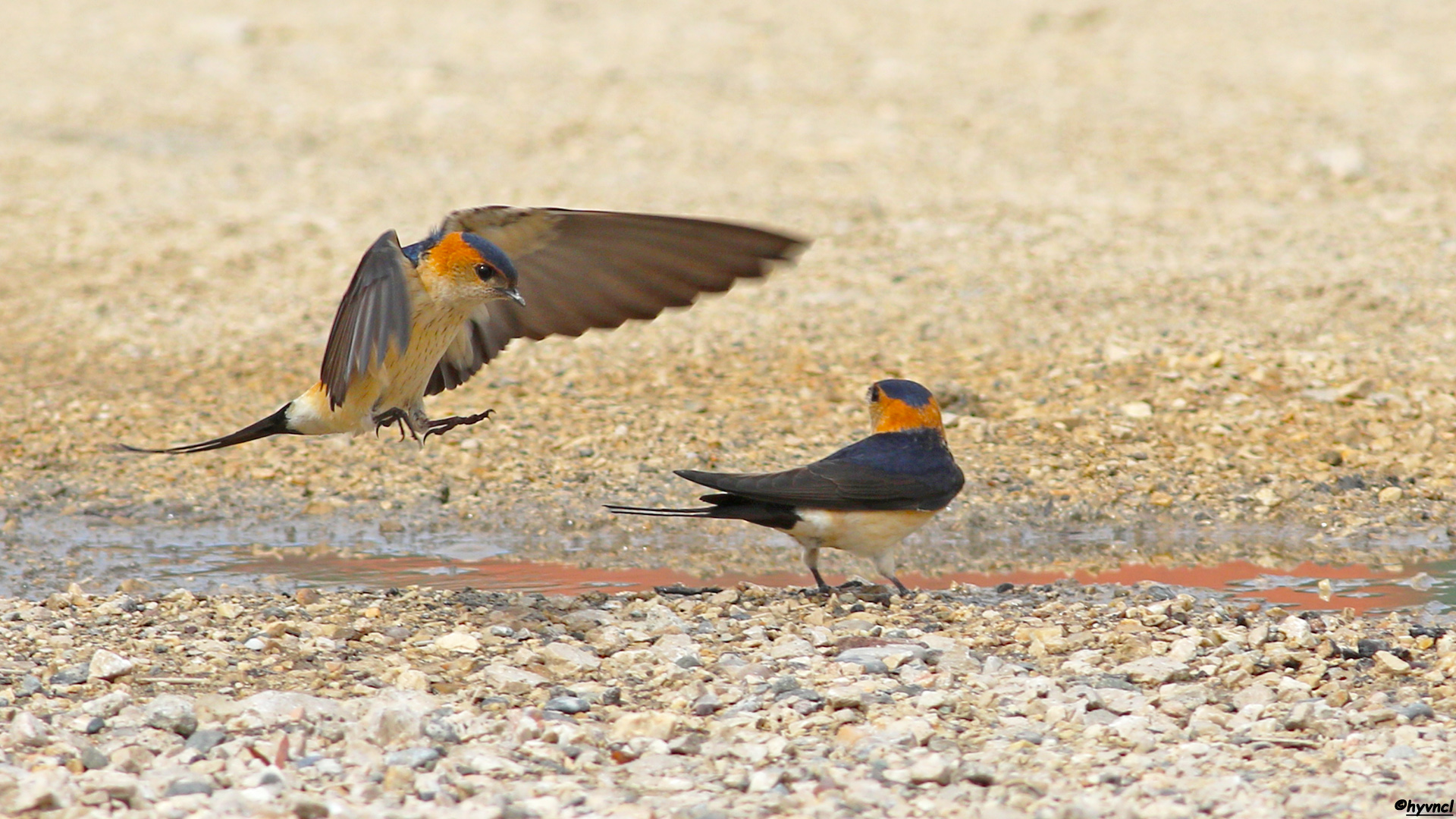 Kızıl kırlangıç