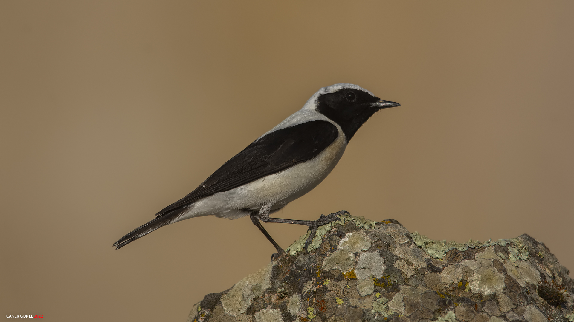 Karakulaklı kuyrukkakan