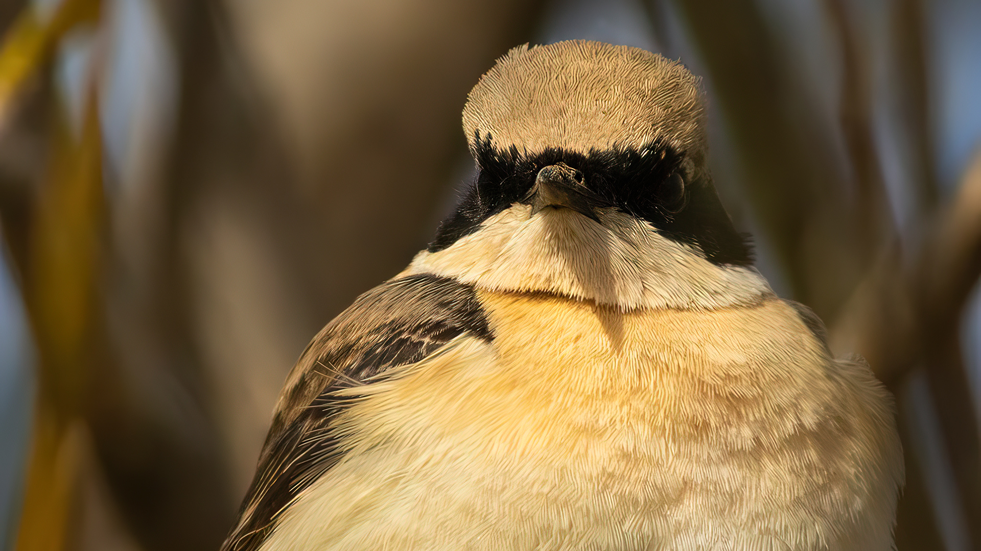 Karakulaklı kuyrukkakan
