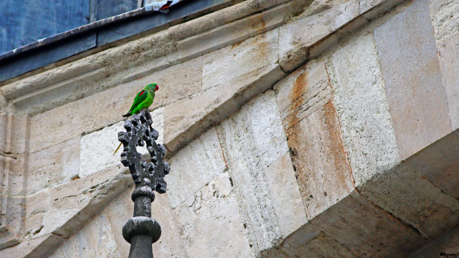 İskender papağanı