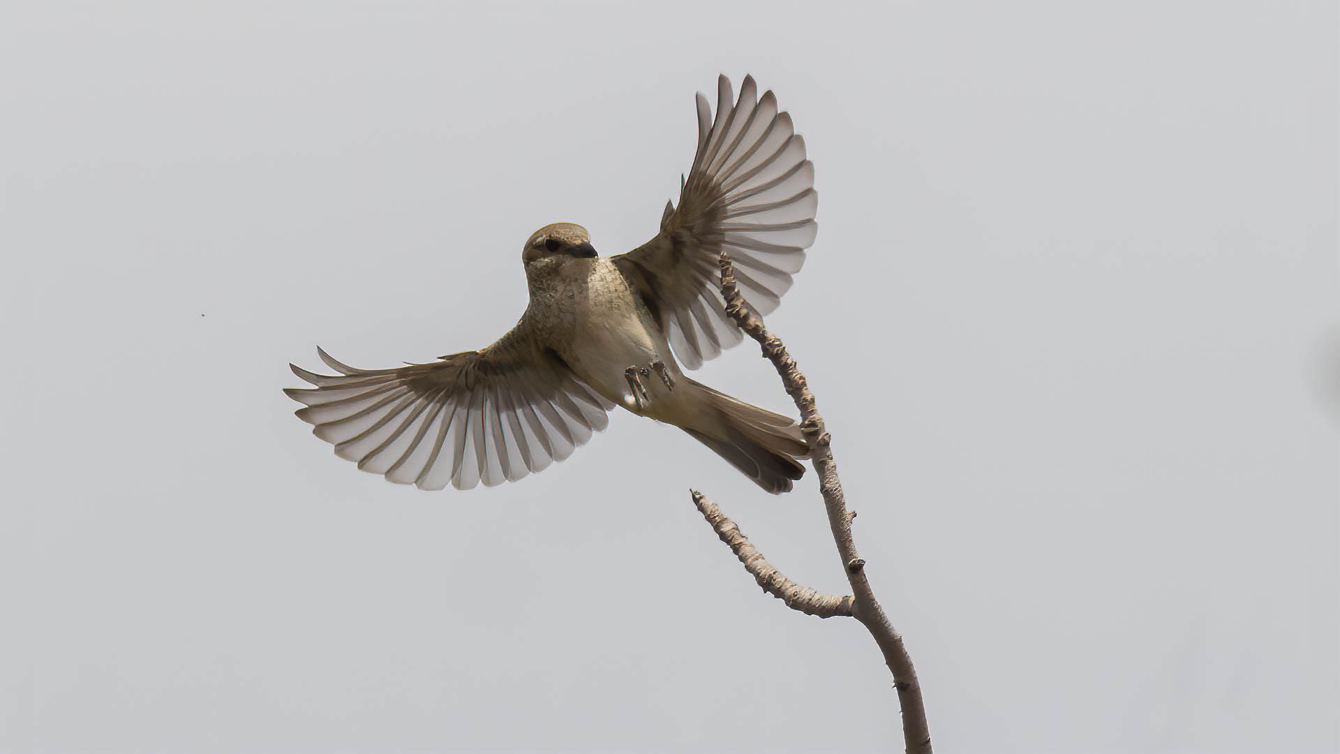 Kızılsırtlı örümcekkuşu