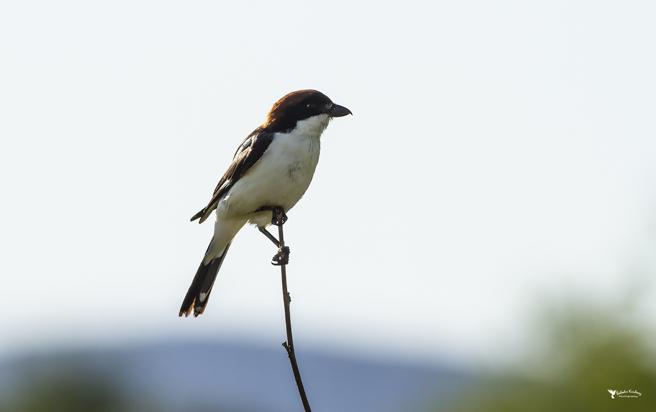 Kızılbaşlı örümcekkuşu