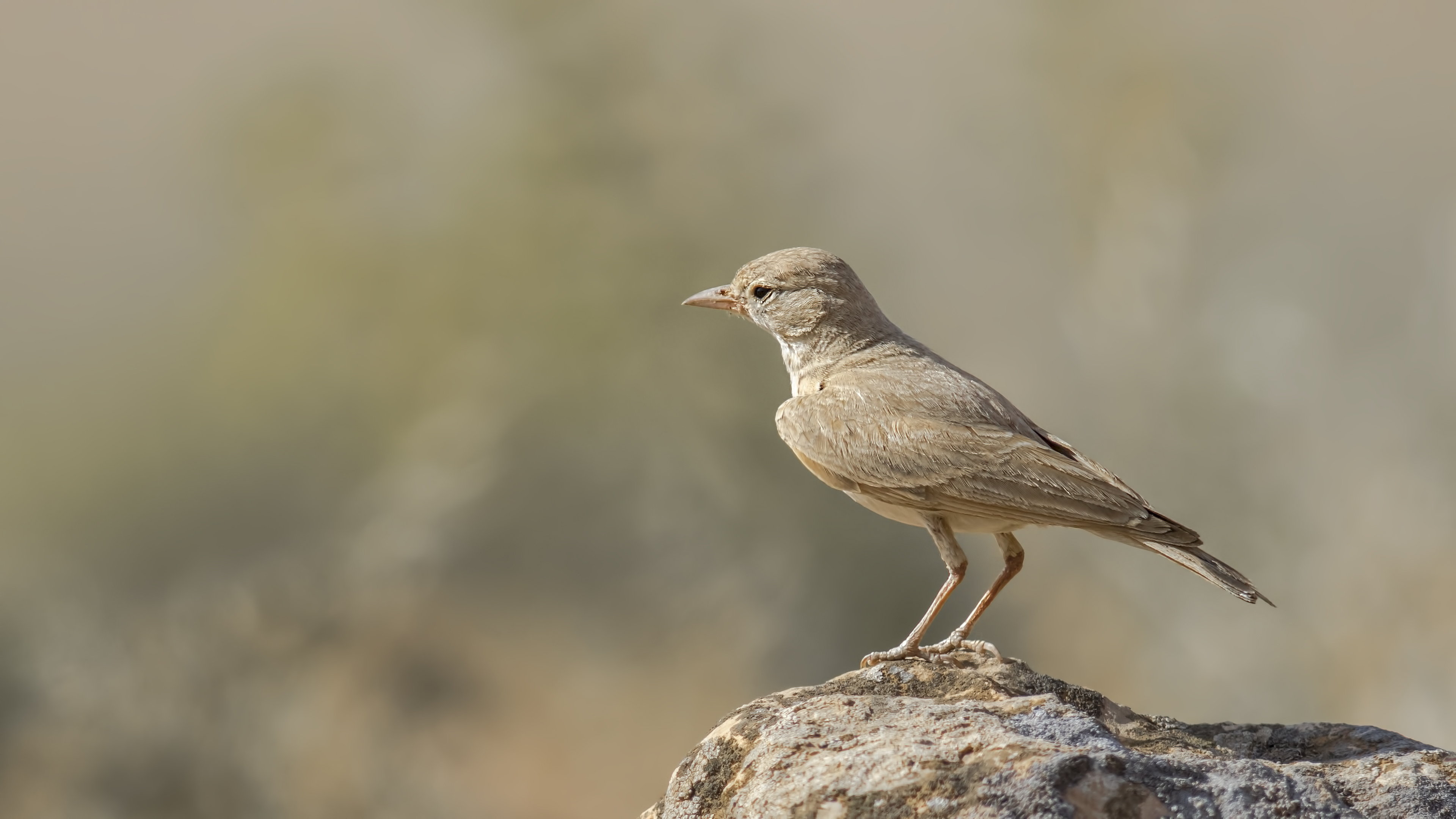 Küçük çöl toygarı