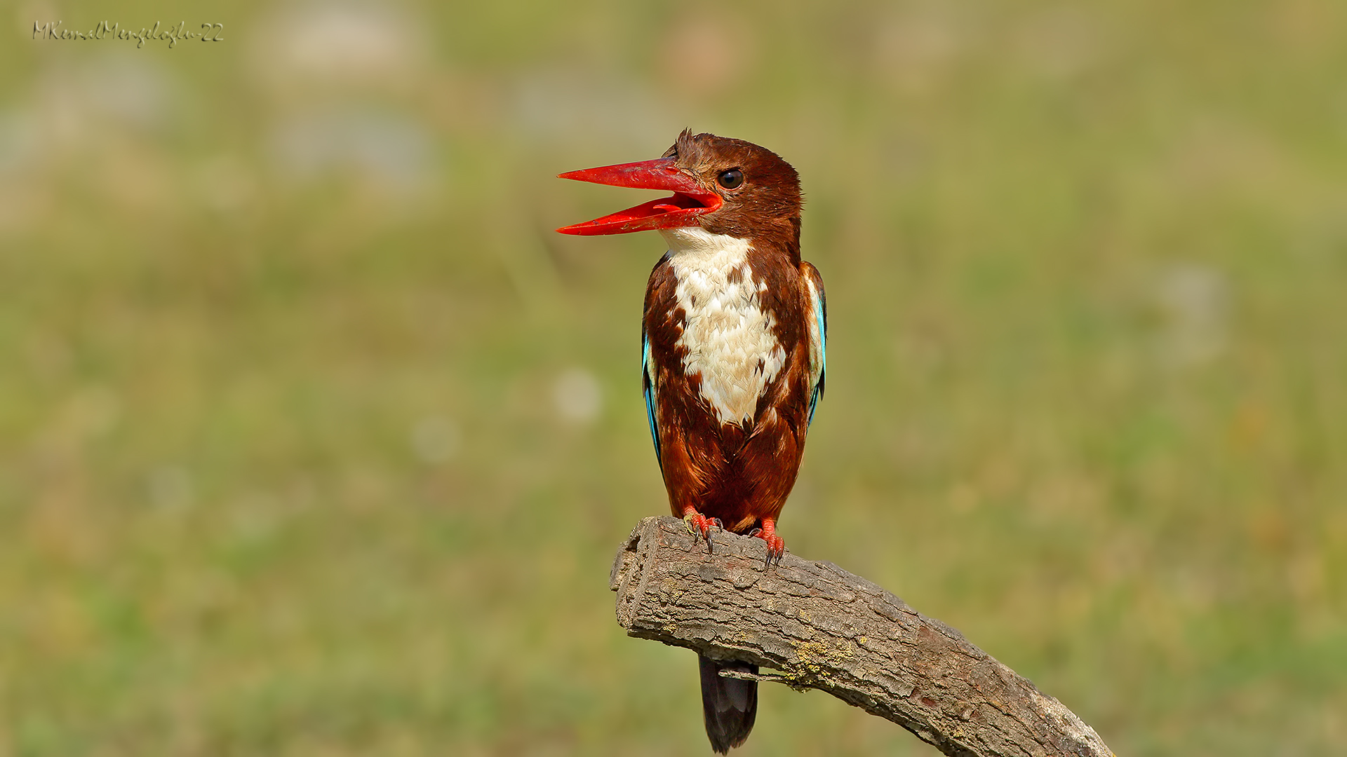 İzmir yalıçapkını