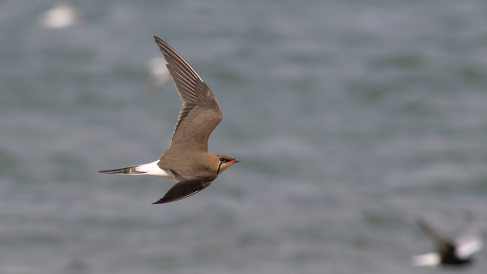 Bataklıkkırlangıcı