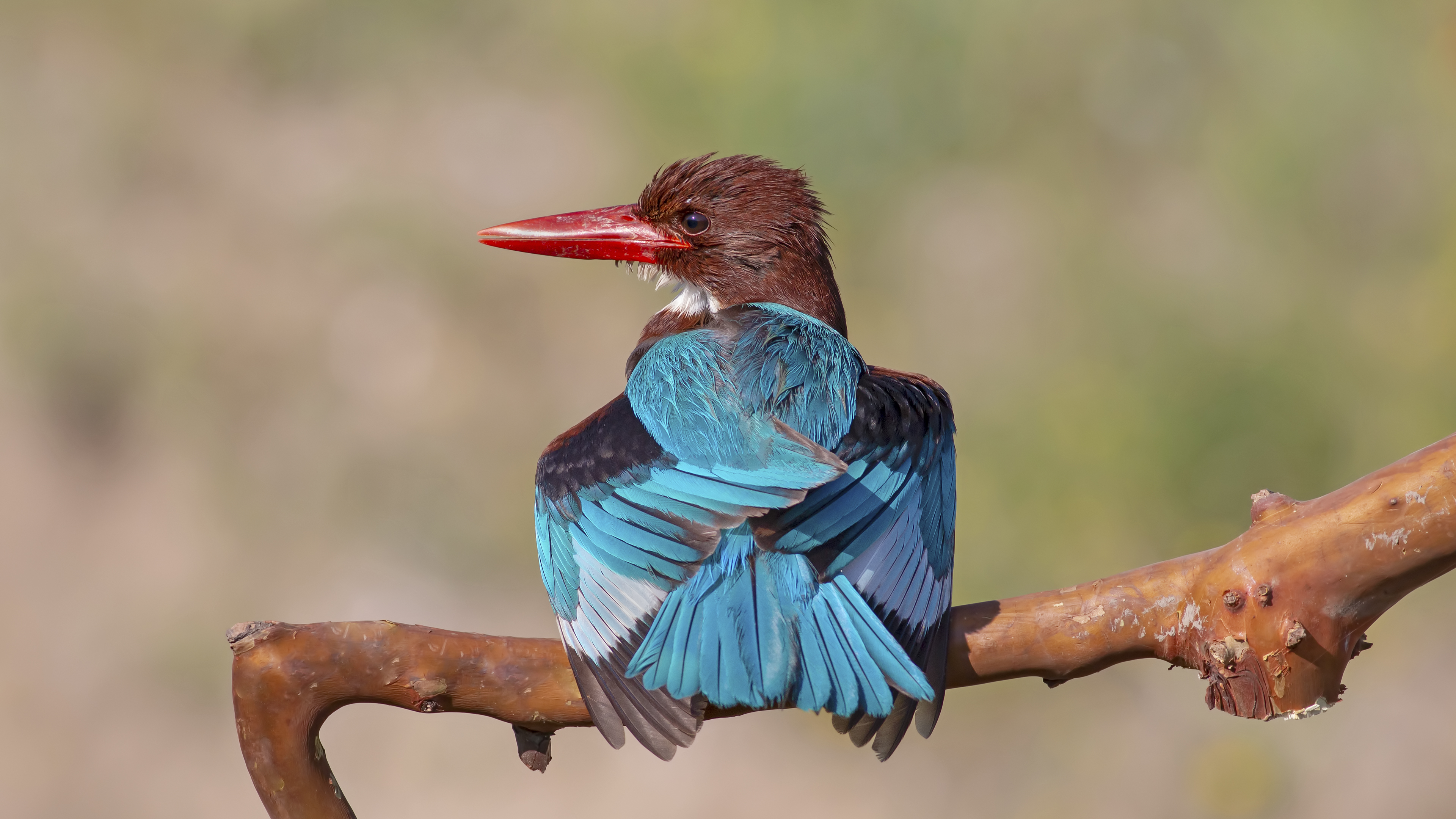 İzmir yalıçapkını