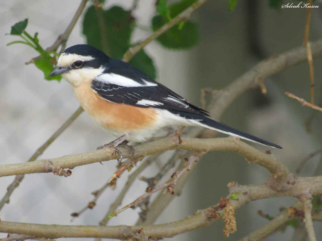 Maskeli örümcekkuşu