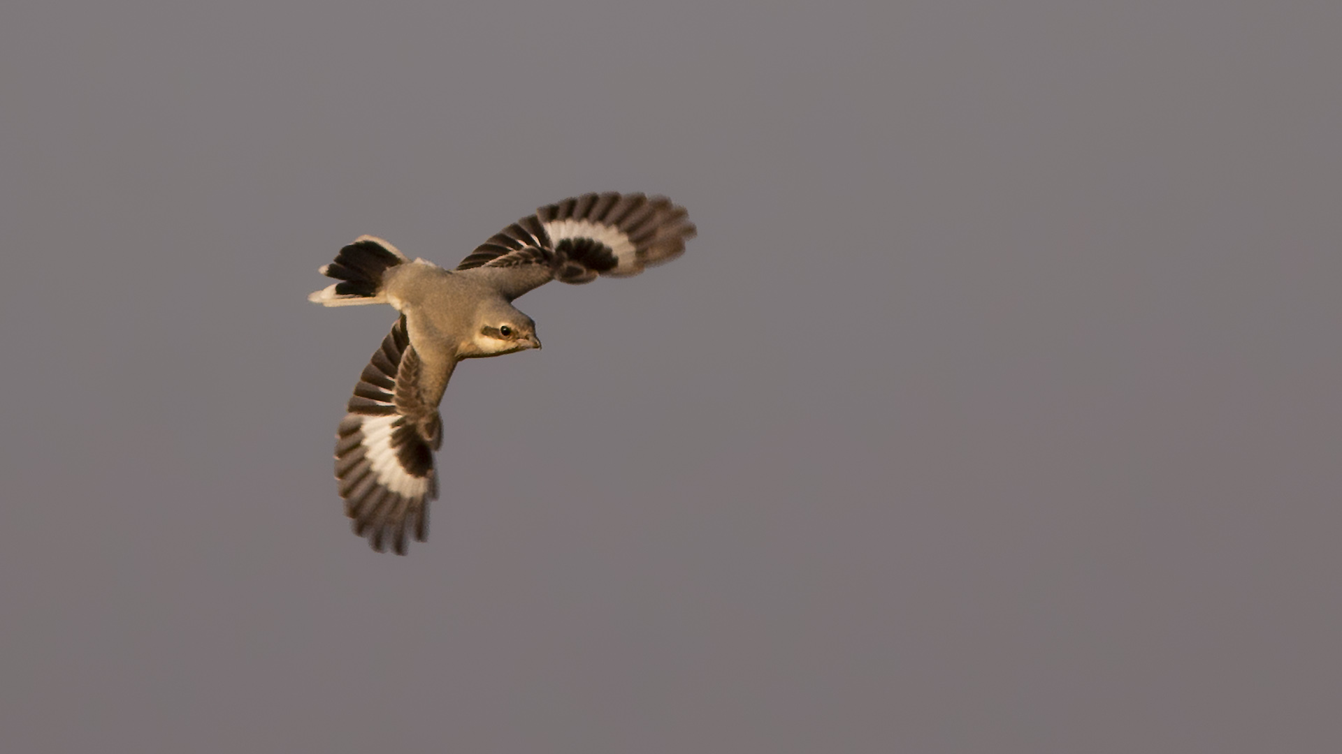 Büyük örümcekkuşu