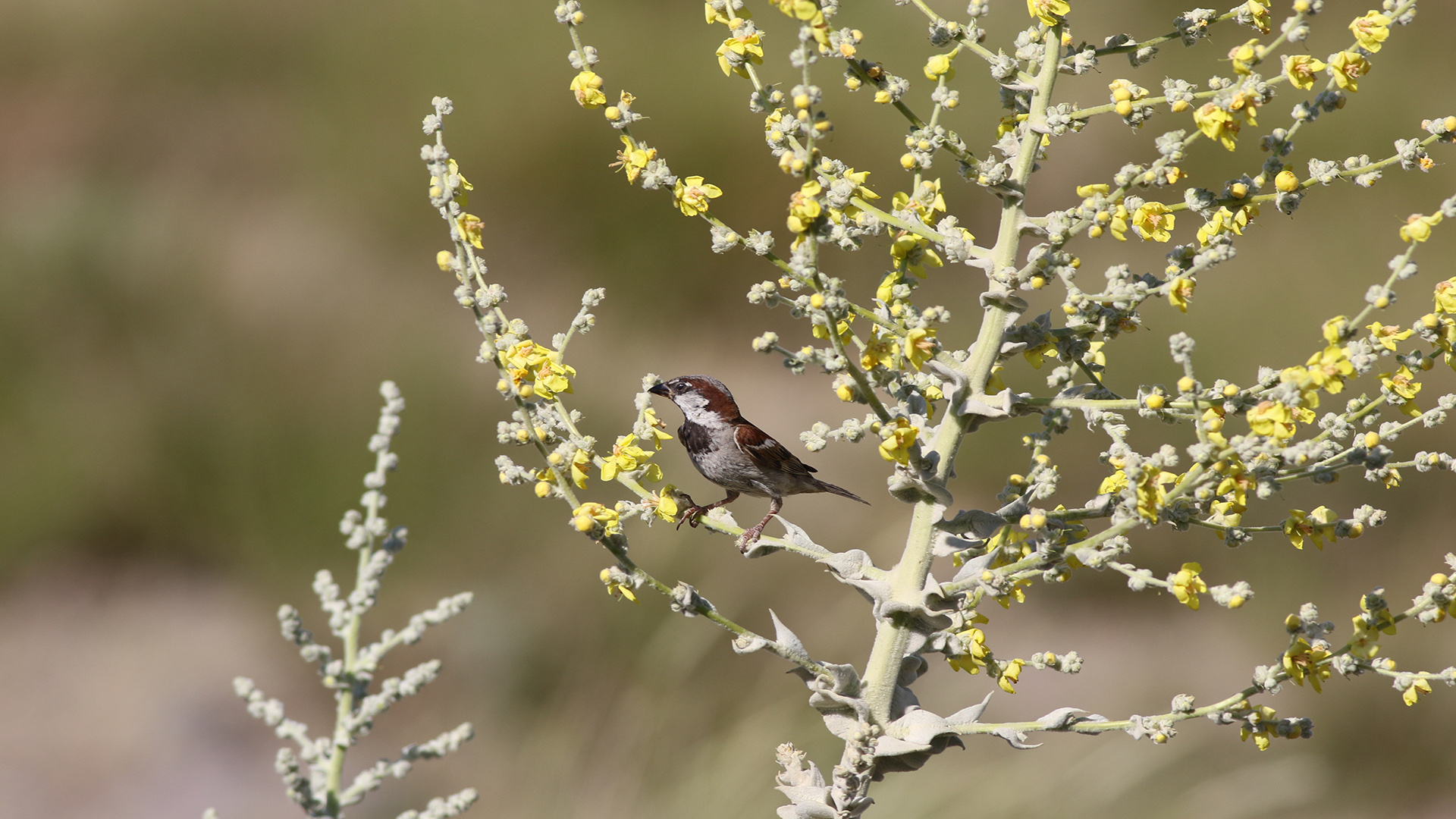 Serçe » House Sparrow » Passer domesticus