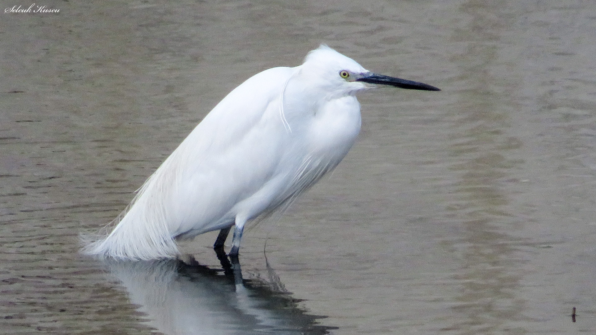 Küçük ak balıkçıl