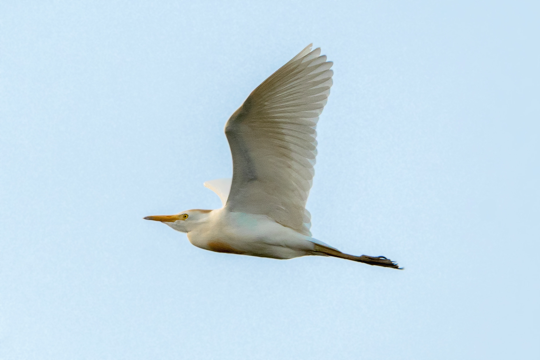 Sığır balıkçılı