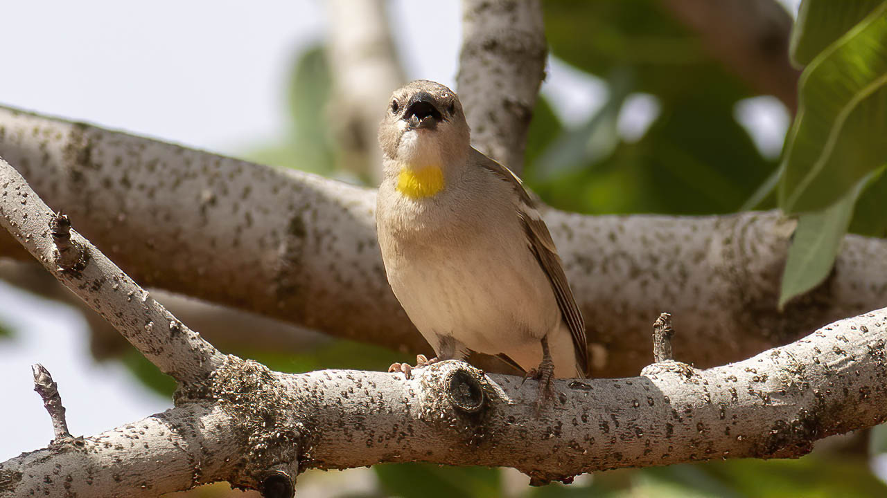 Sarıboğazlı serçe