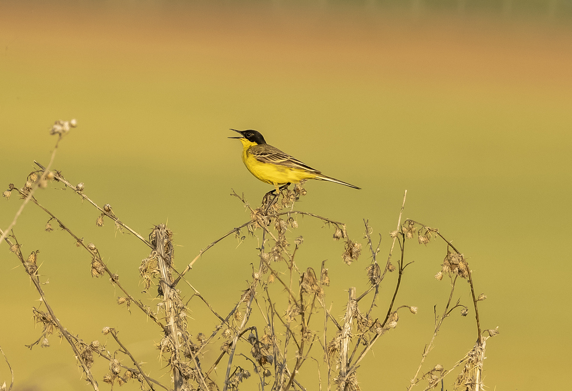 Sarı kuyruksallayan