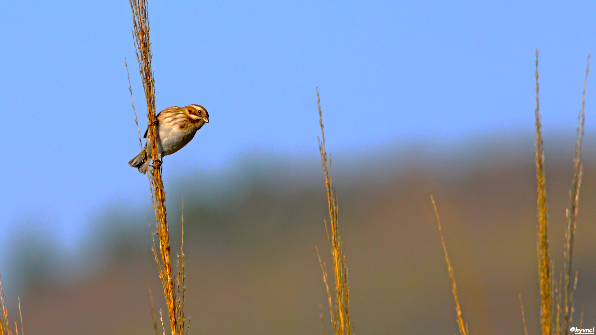 Bataklık Kirazkuşu