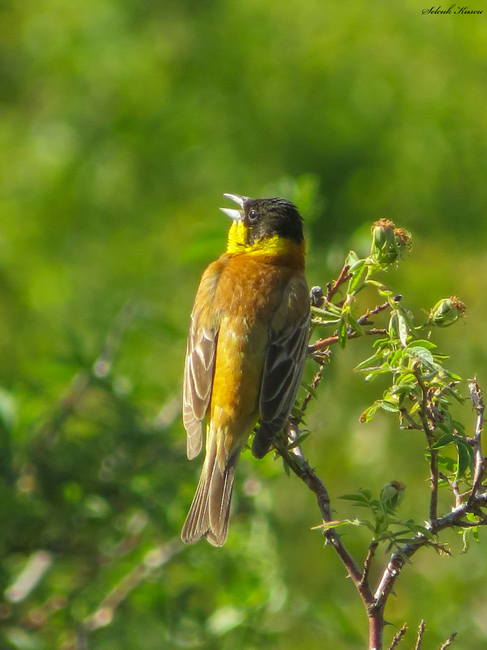 Karabaşlı kirazkuşu