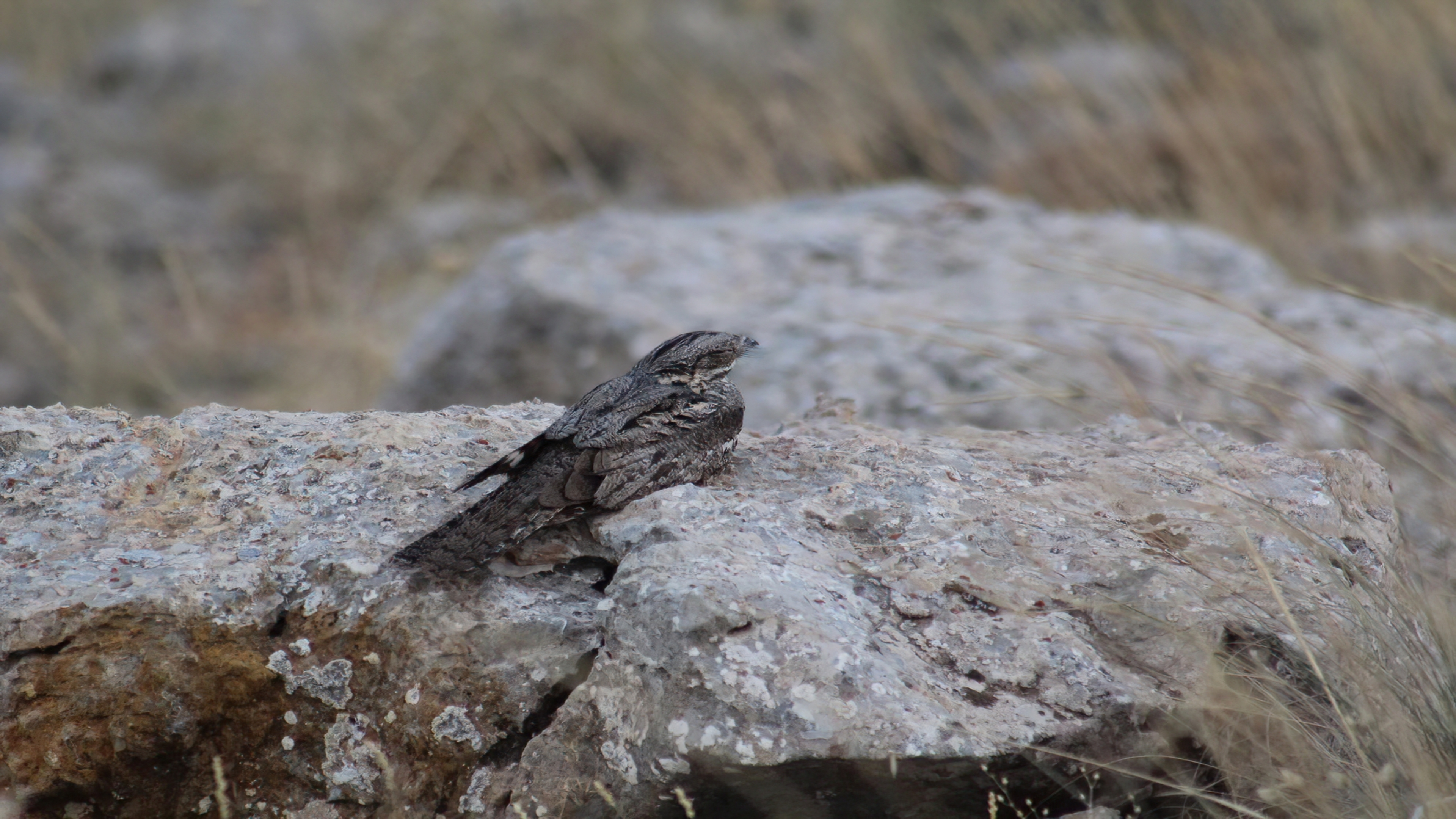 Çobanaldatan » European Nightjar » Caprimulgus europaeus