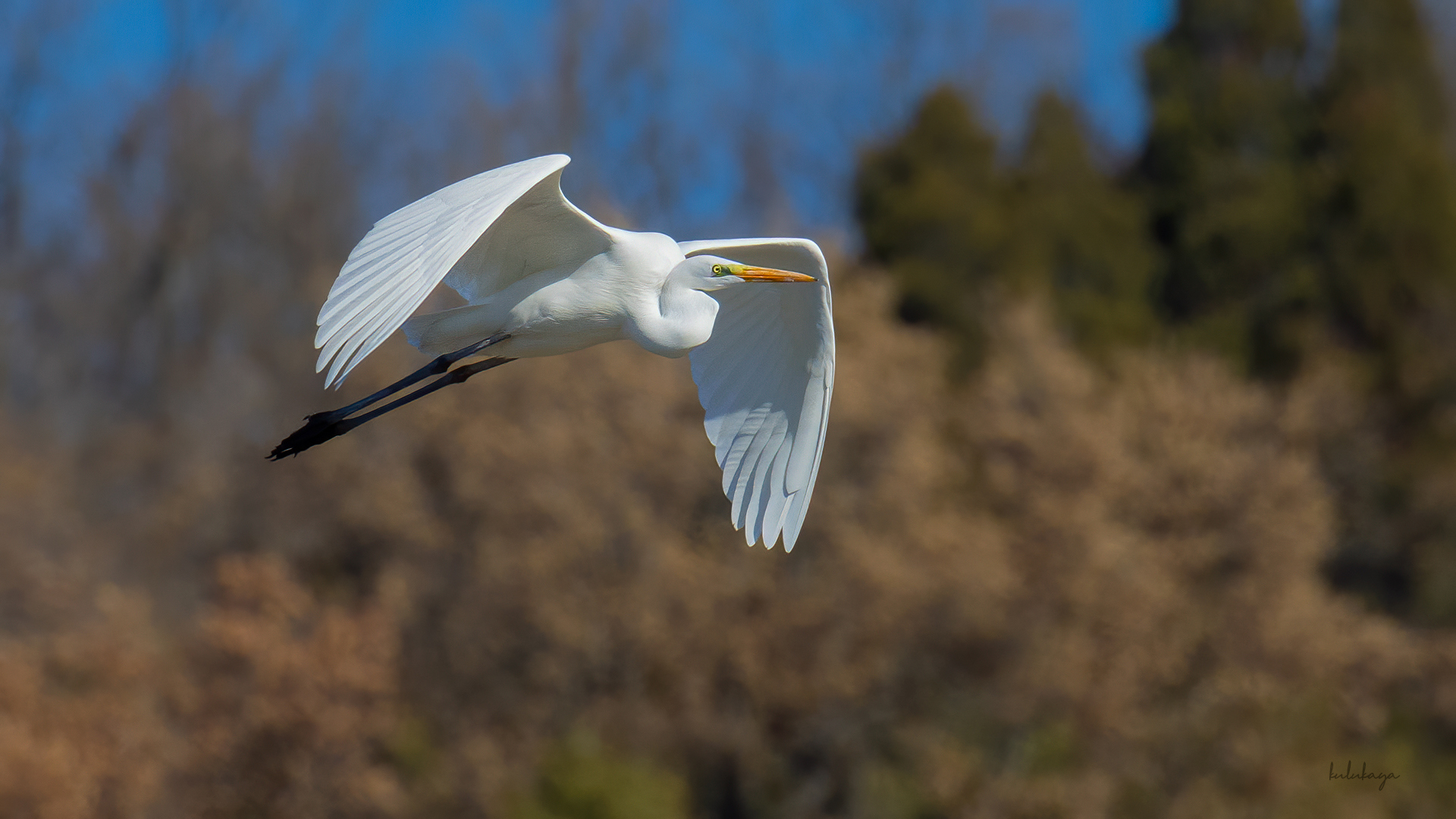 Büyük ak balıkçıl