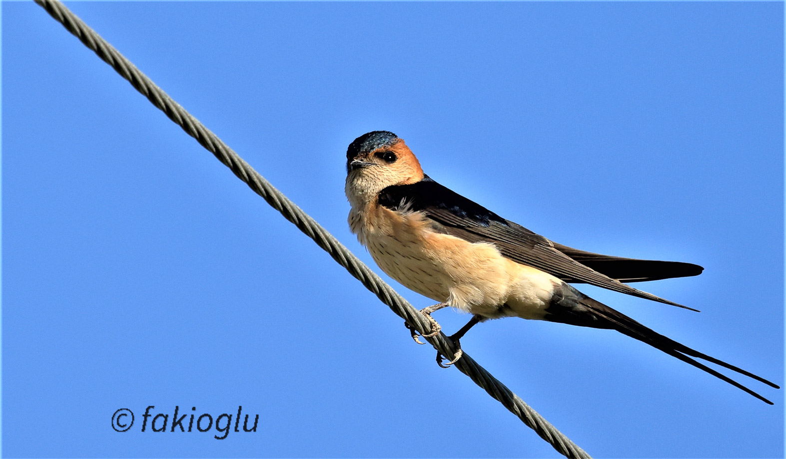 Kızıl kırlangıç