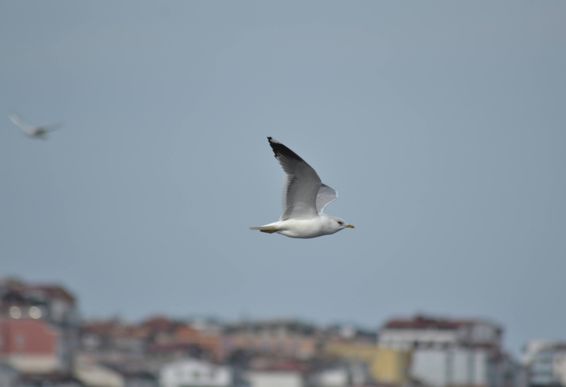 Küçük gümüş martı