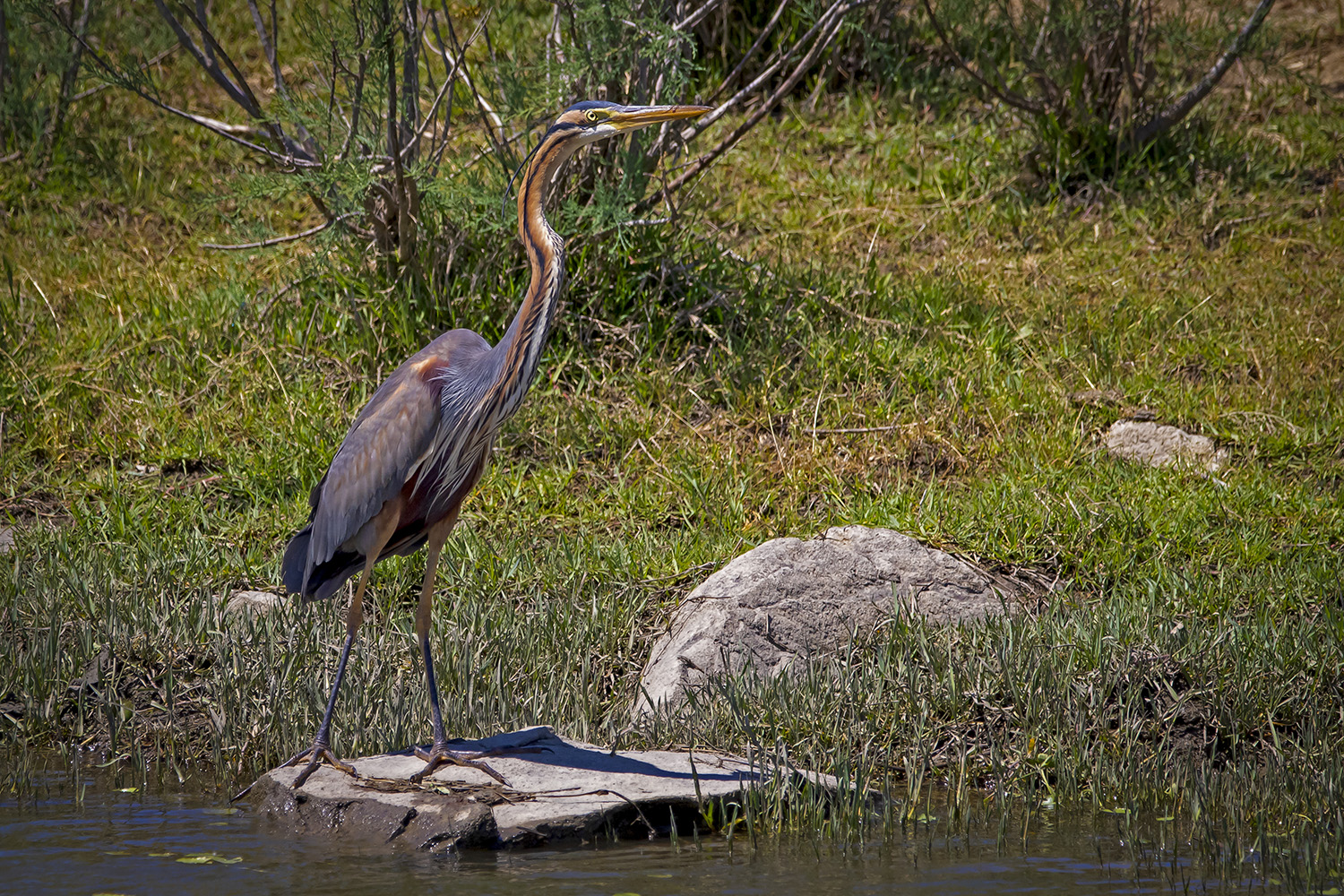 Erguvani balıkçıl