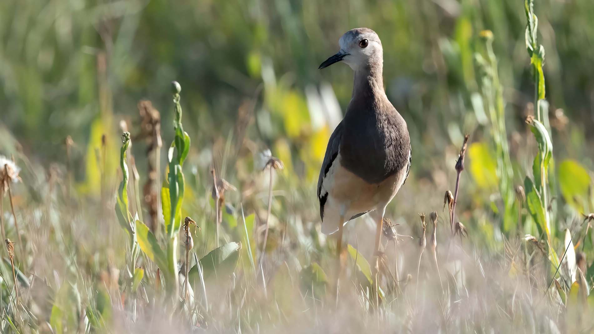 Akkuyruklu kızkuşu