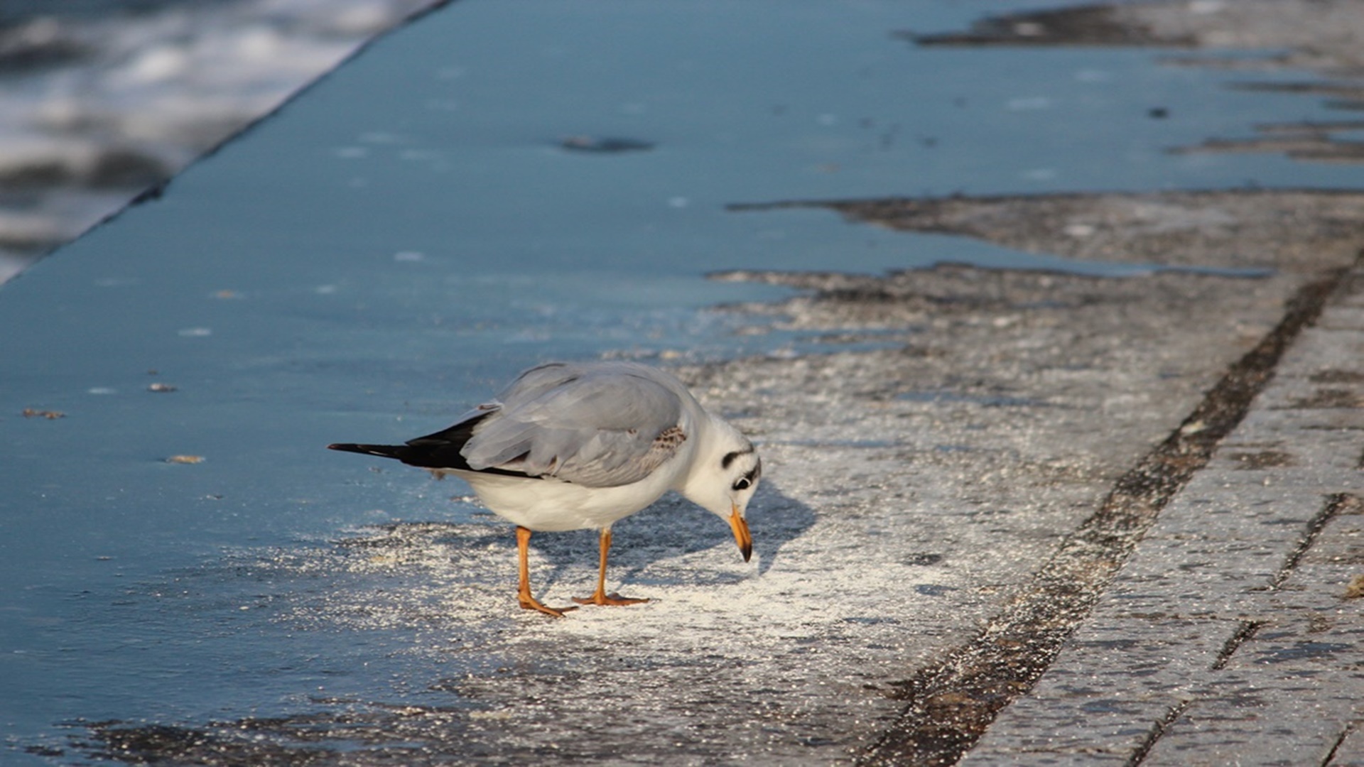 Karabaş martı » Black-headed Gull » Chroicocephalus ridibundus