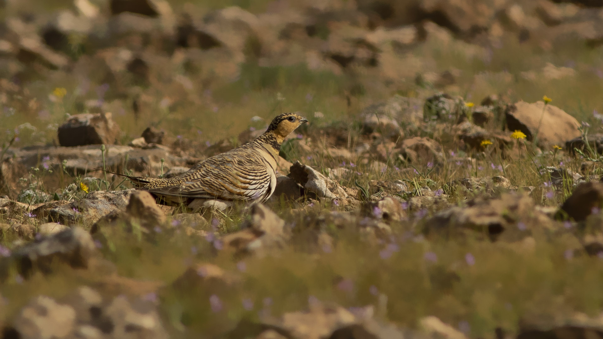 Kılkuyruk bağırtlak